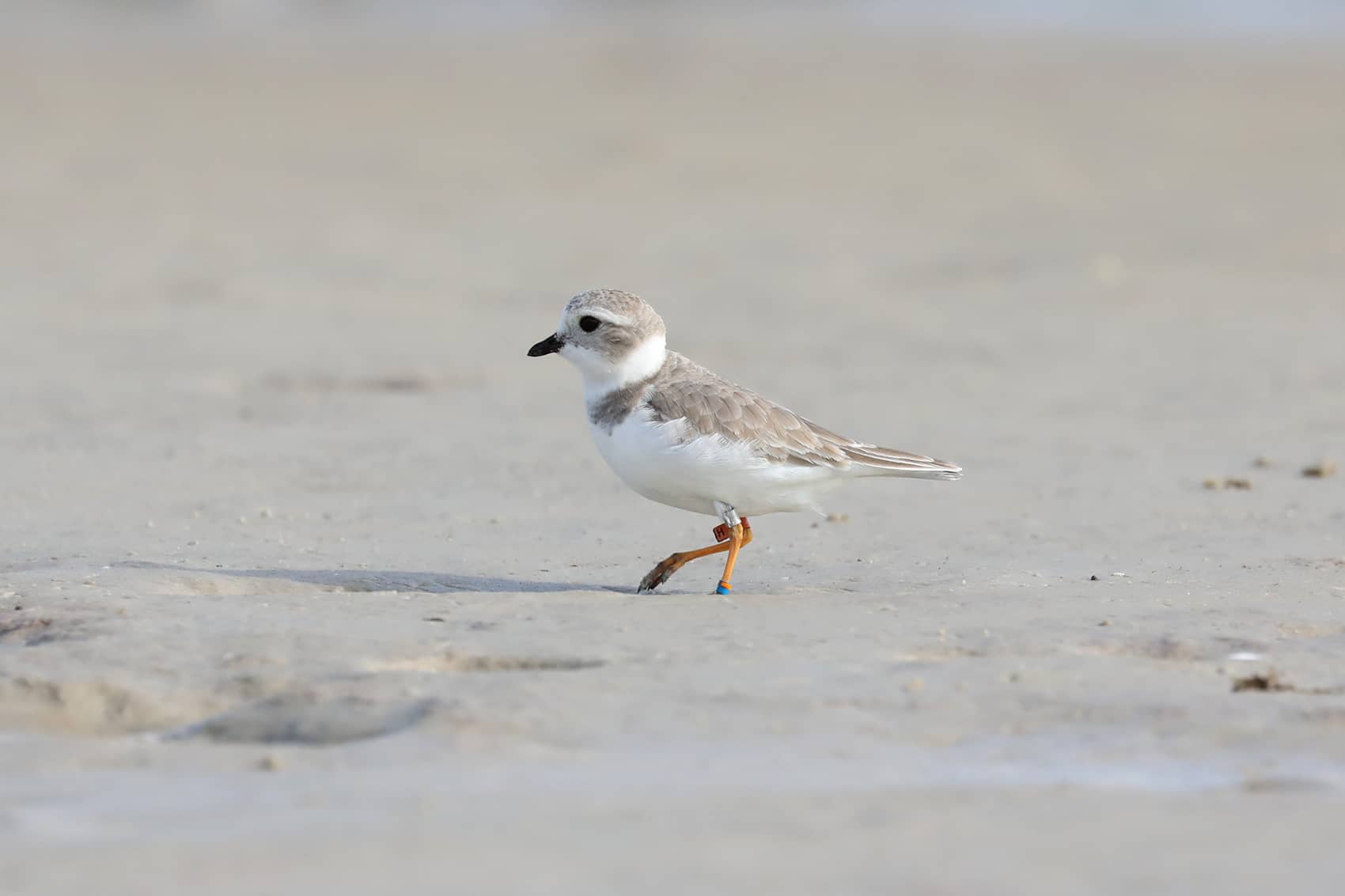 piping plover