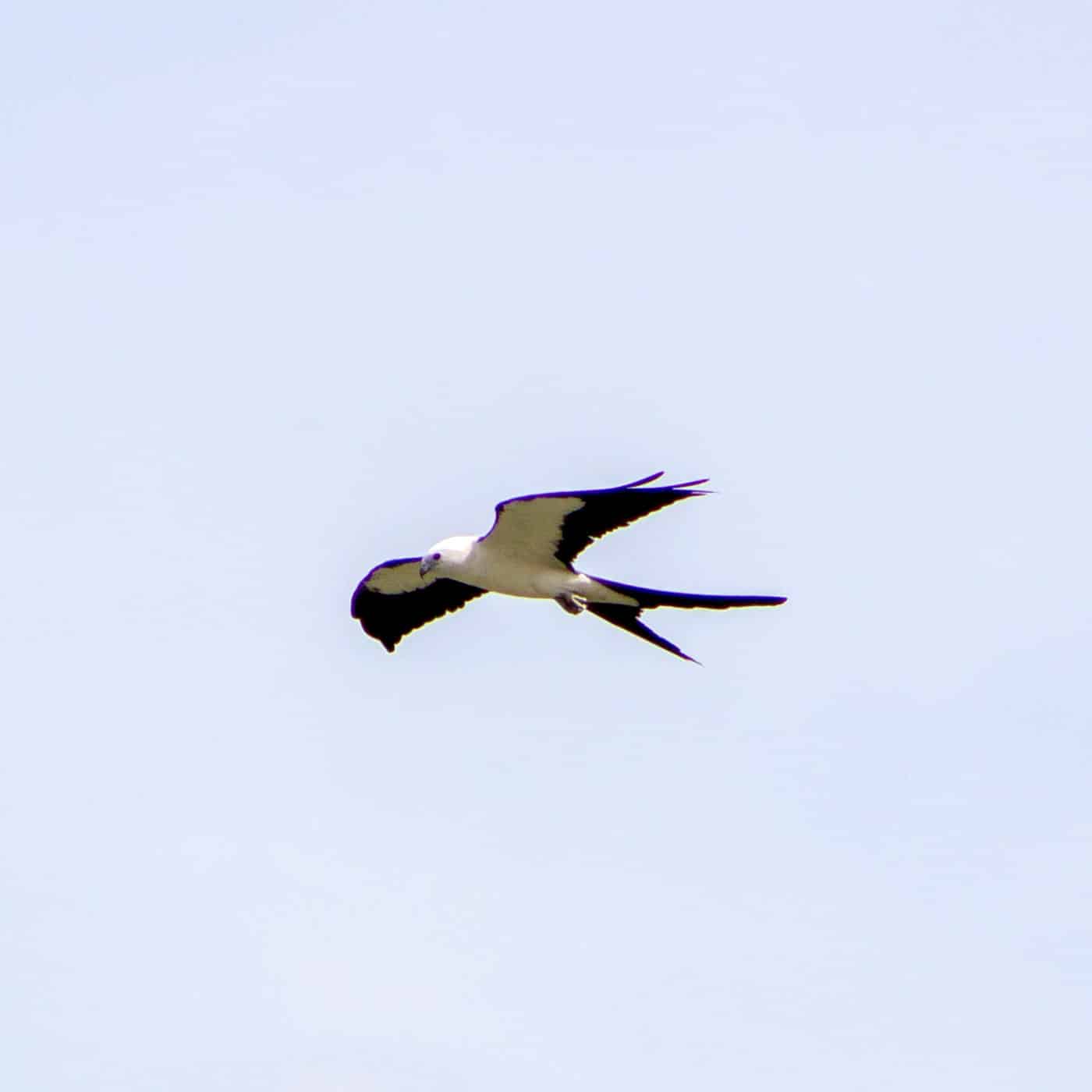 swallow-tailed kite in flight