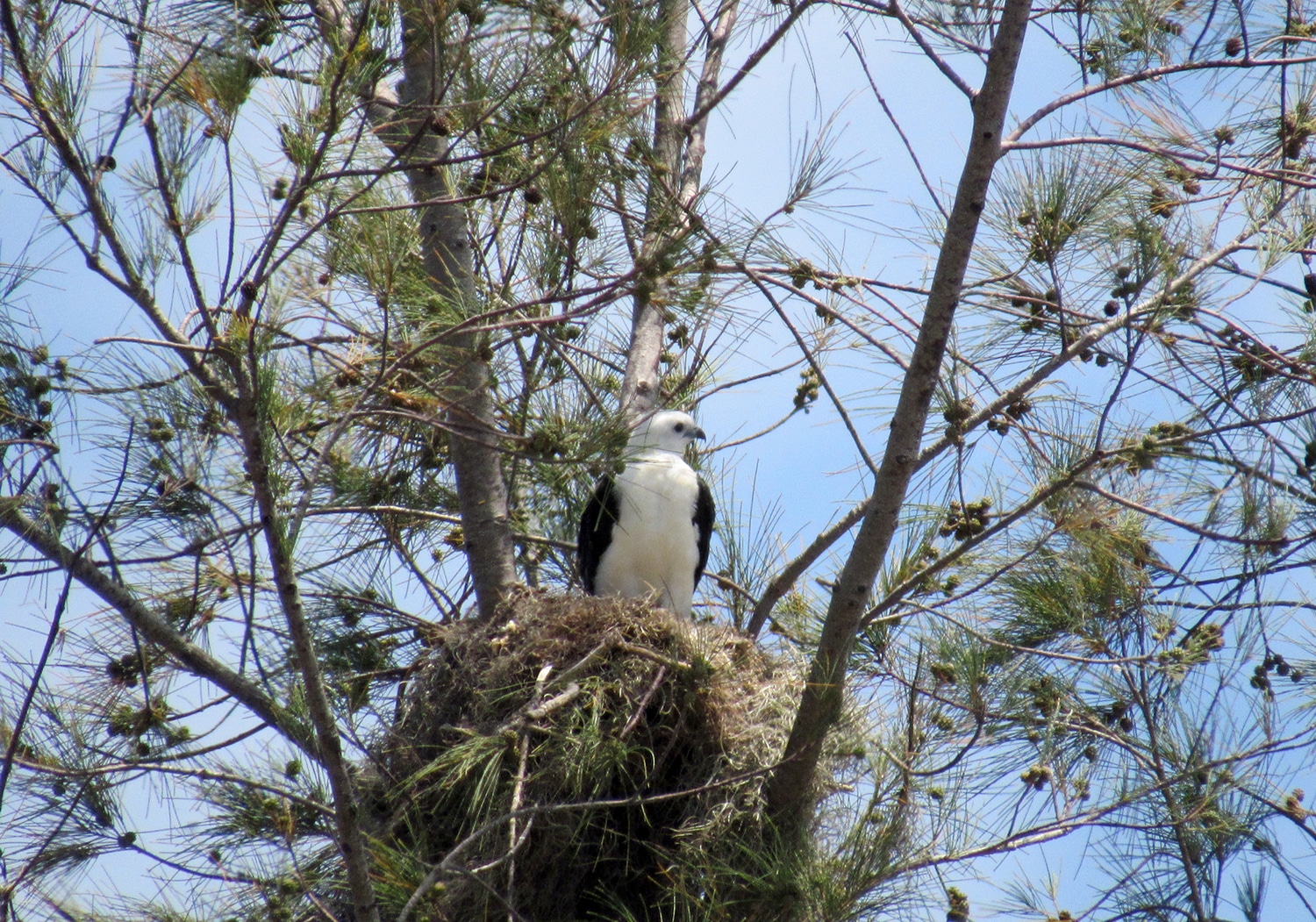 swallow-tailed kite