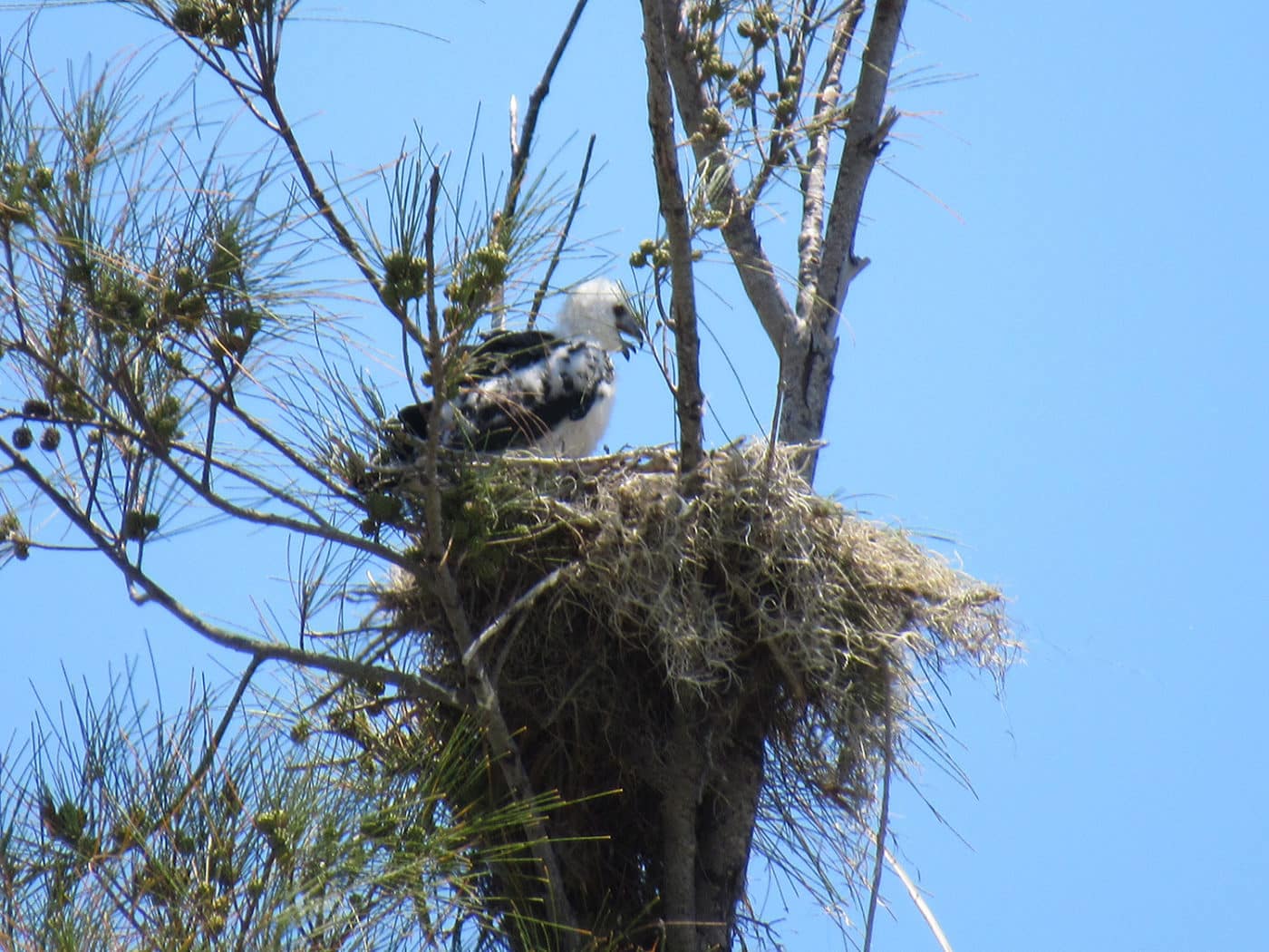 swallow tailed kite chick on sanibel 