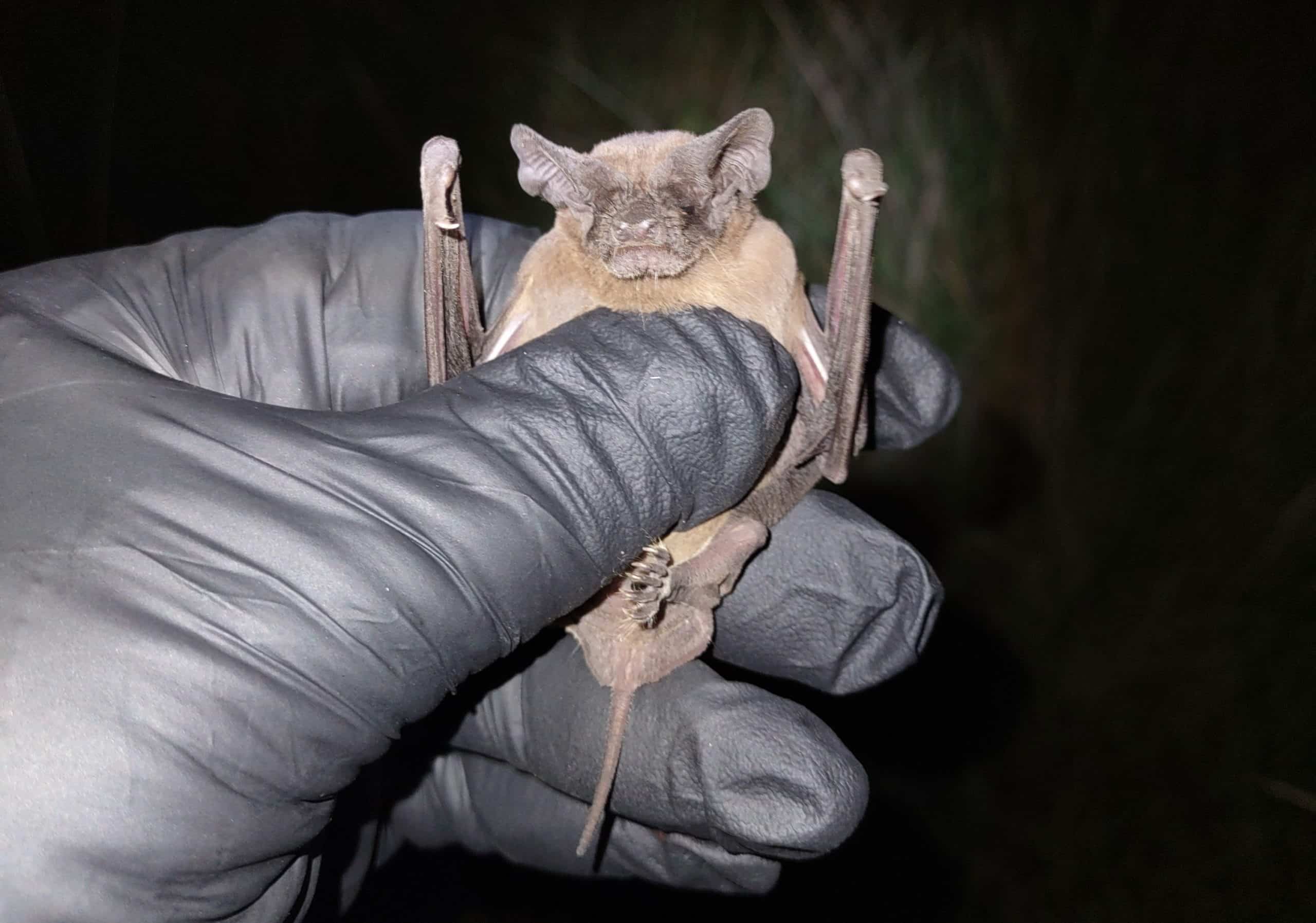 Free Tail Bat Cropped