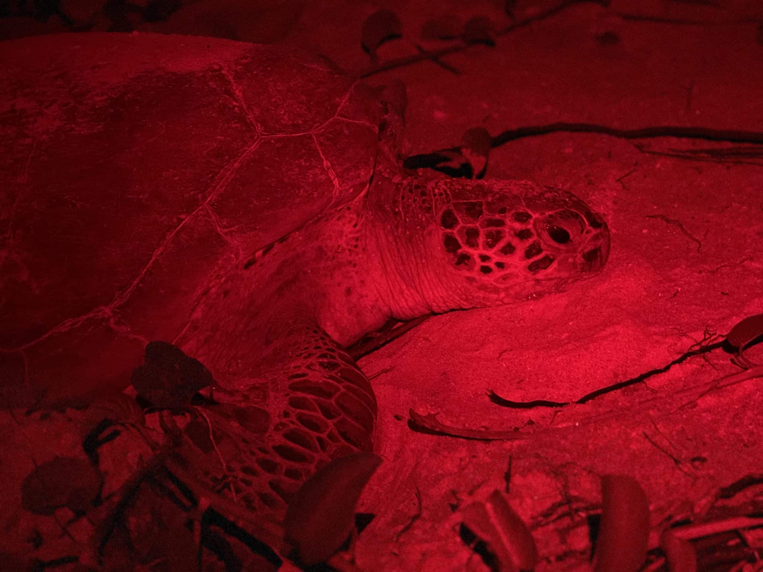 guacamole green sea turtle nighttime tagging