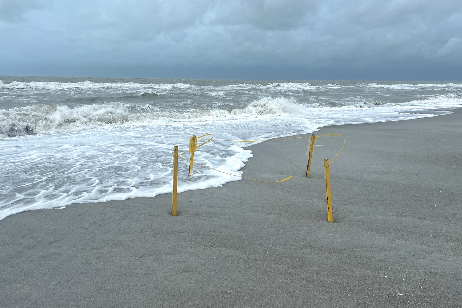 sea turtle nest post Debby on sanibel