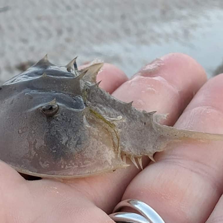 horseshoe crab