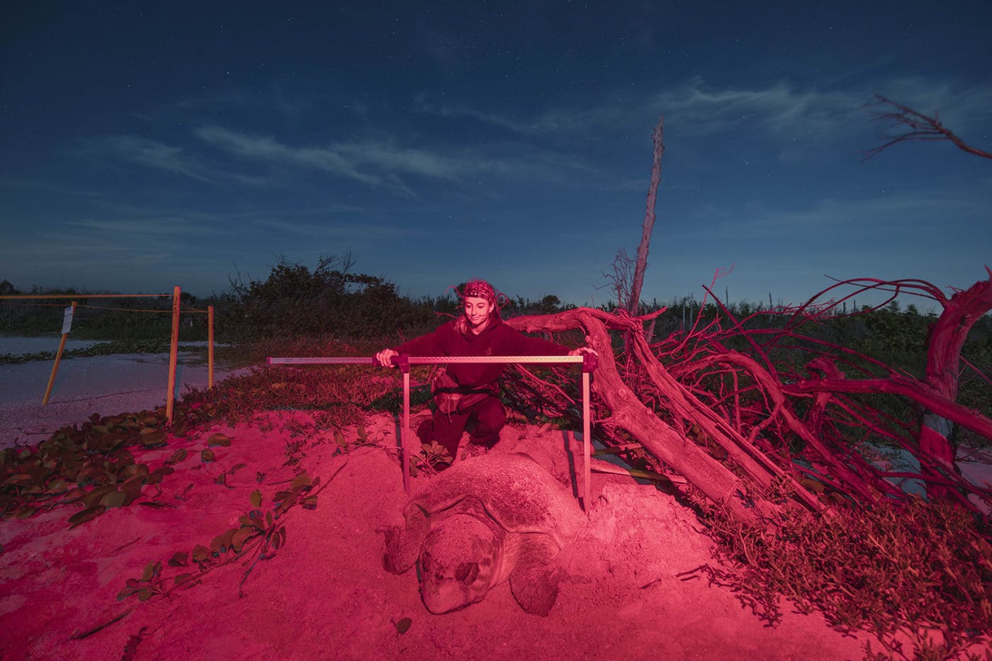 person measuring sea turtle