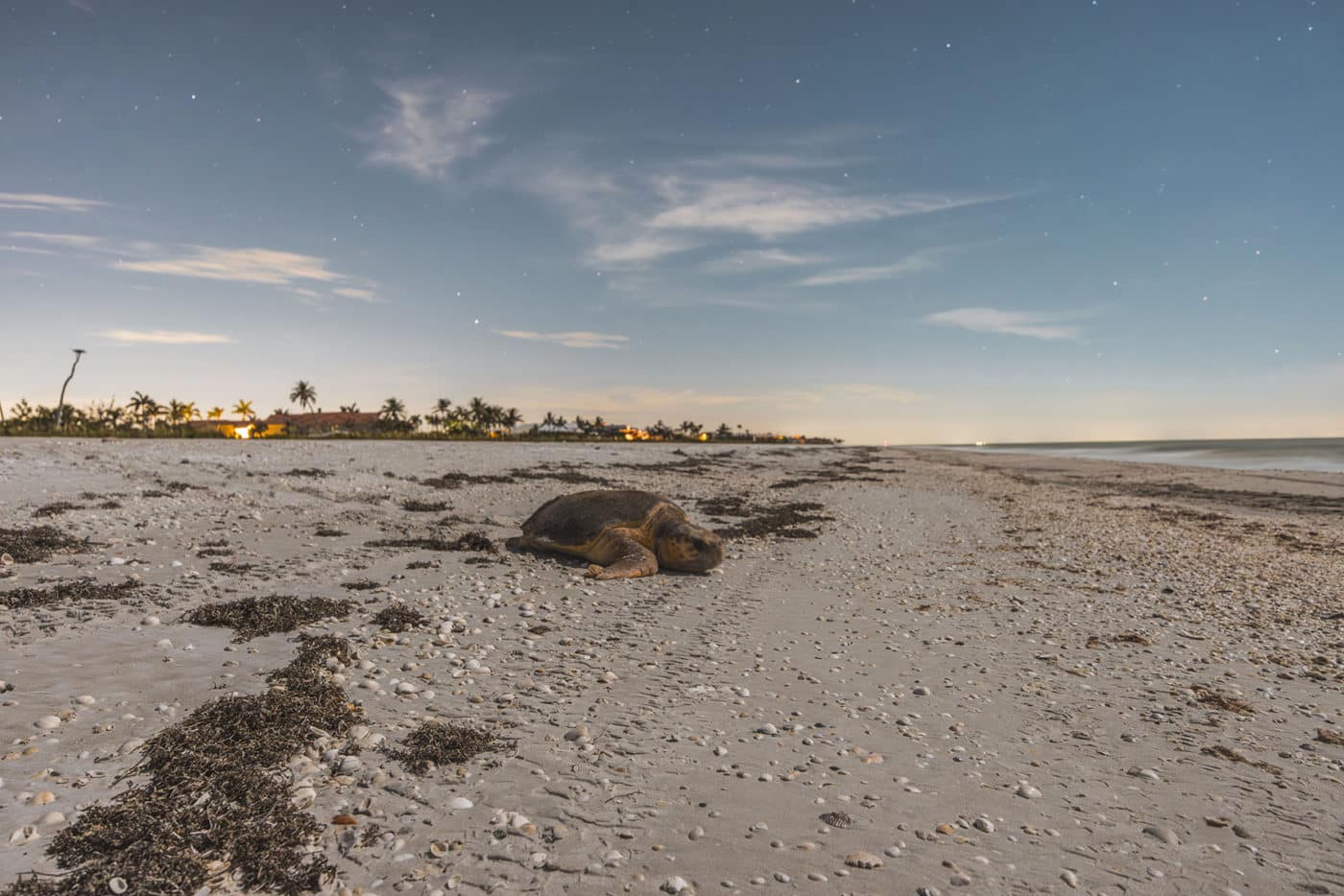 loggerhead returning to water