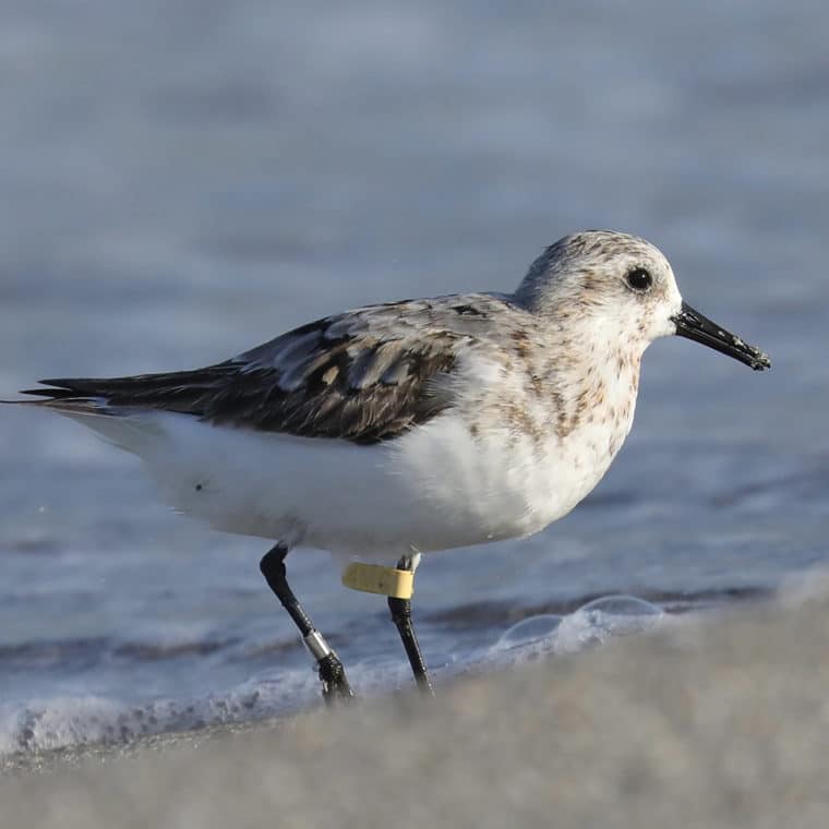sanderling