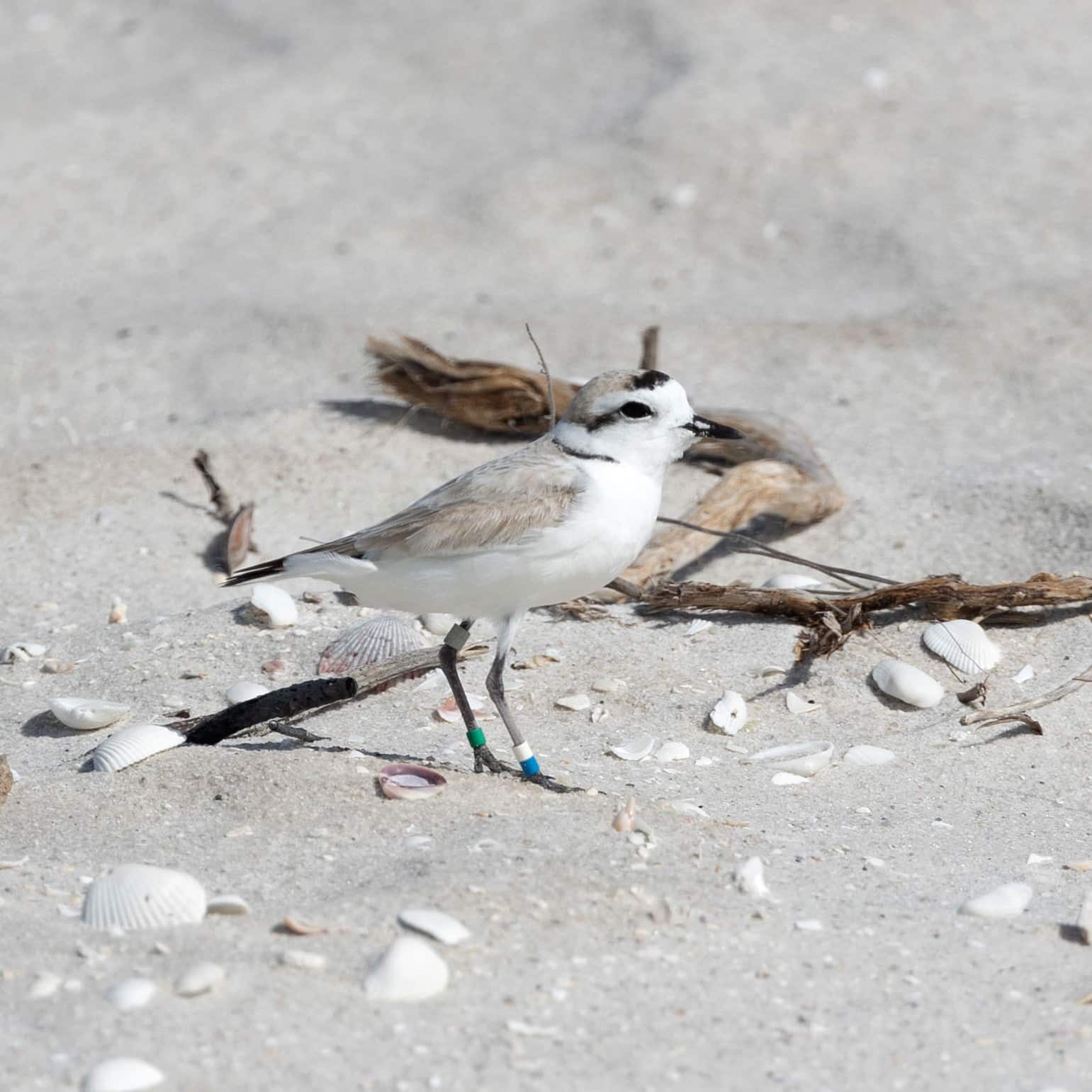 snowy plover white blue