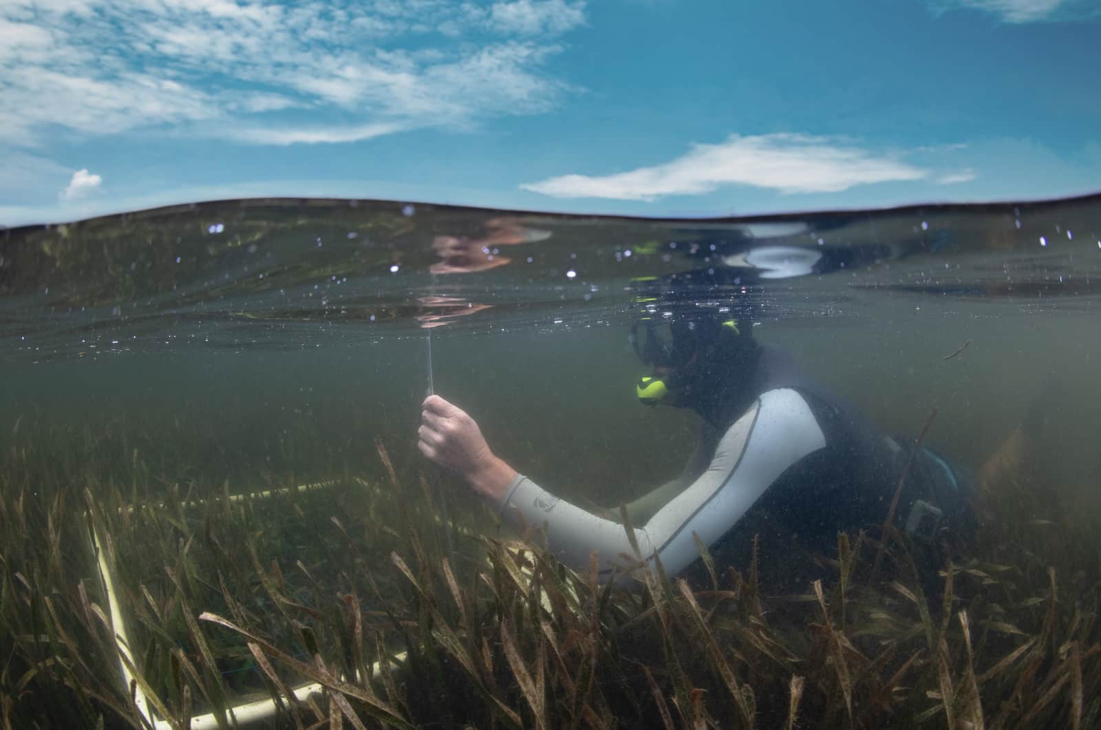 Underwater Seagrass 1600