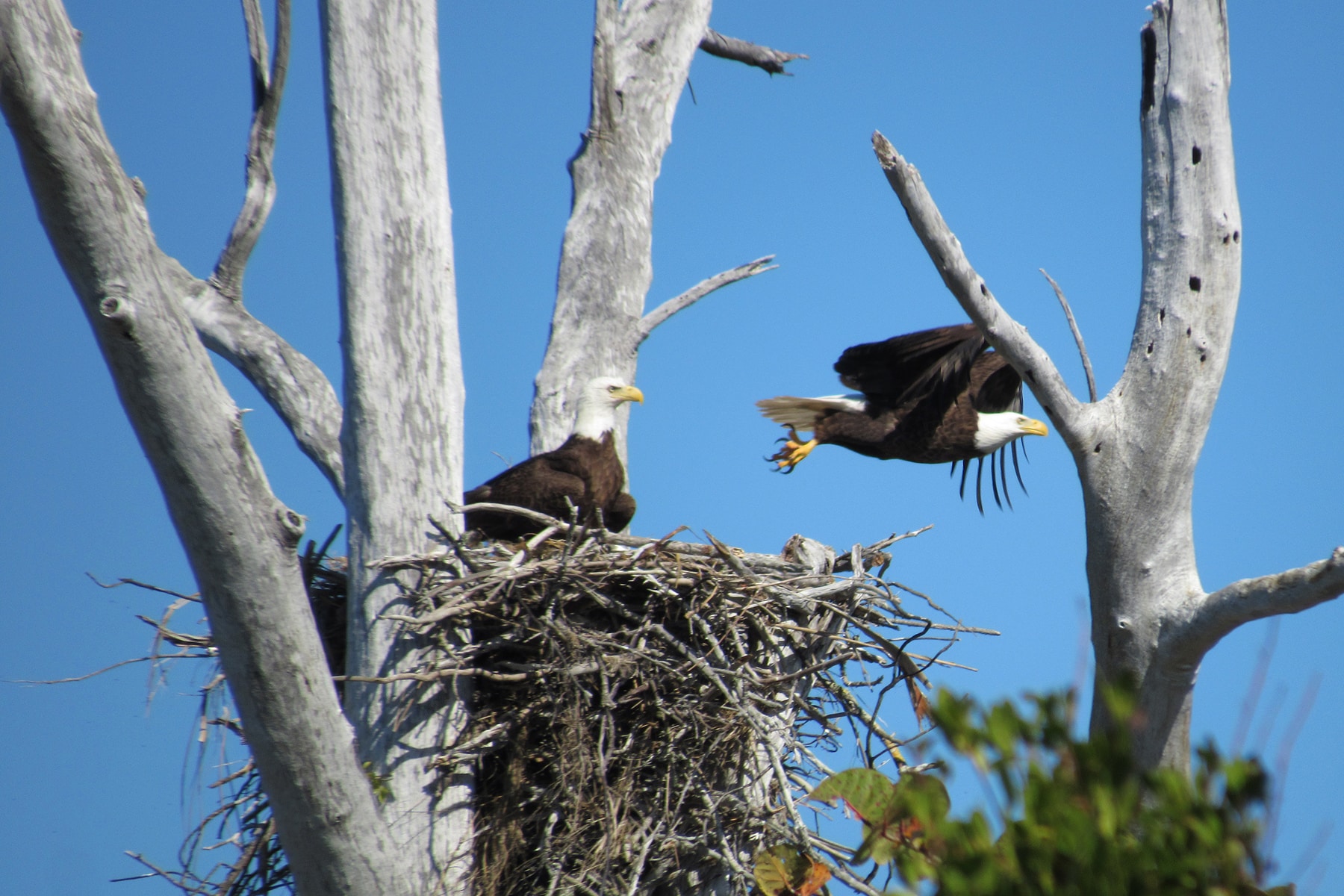 Bald Eagles At Nest