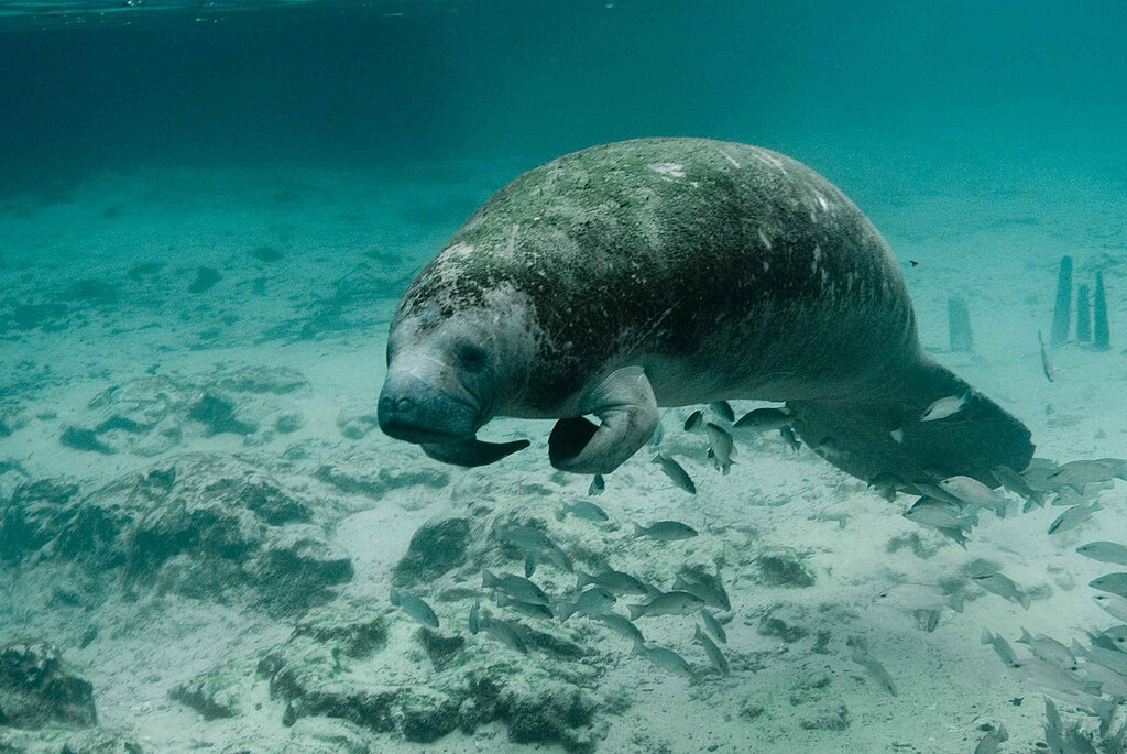 florida manatee