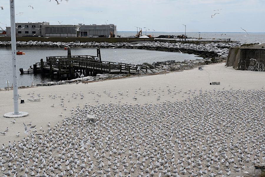 seabirds nesting at fort wool, virginia, courtesy Virginia Department of Wildlife Resources