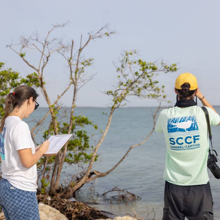 one person looking at birds through binoculars and the other recording data for Christmas bird count on sanibel and captiva