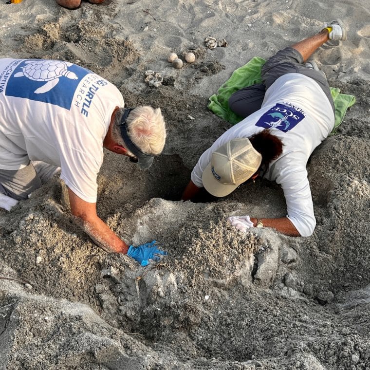 sea turtle leatherback inventory 2024 on sanibel