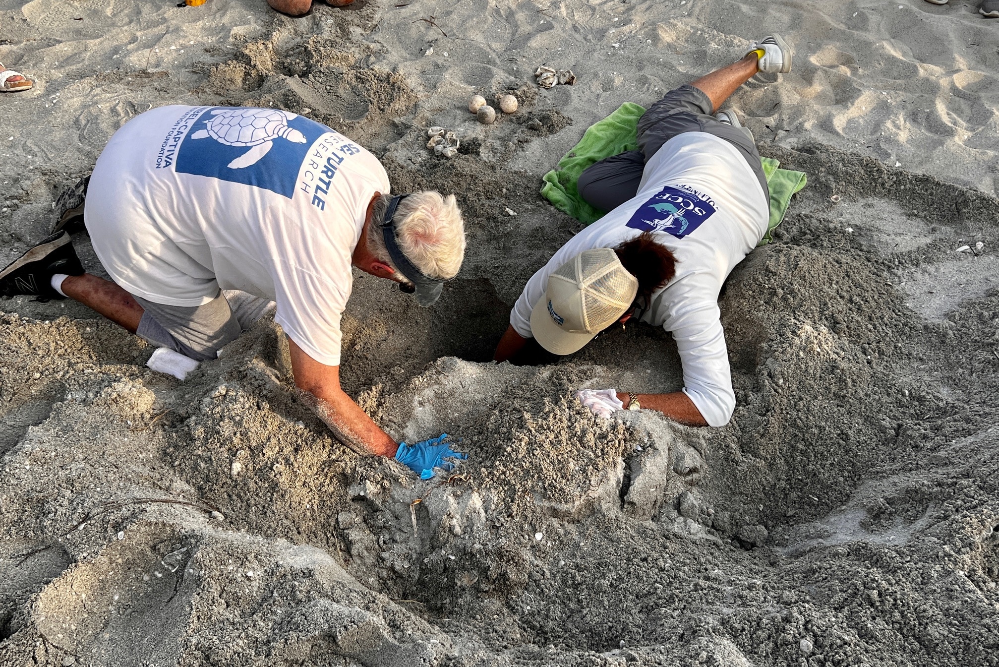 sea turtle leatherback inventory 2024 on sanibel