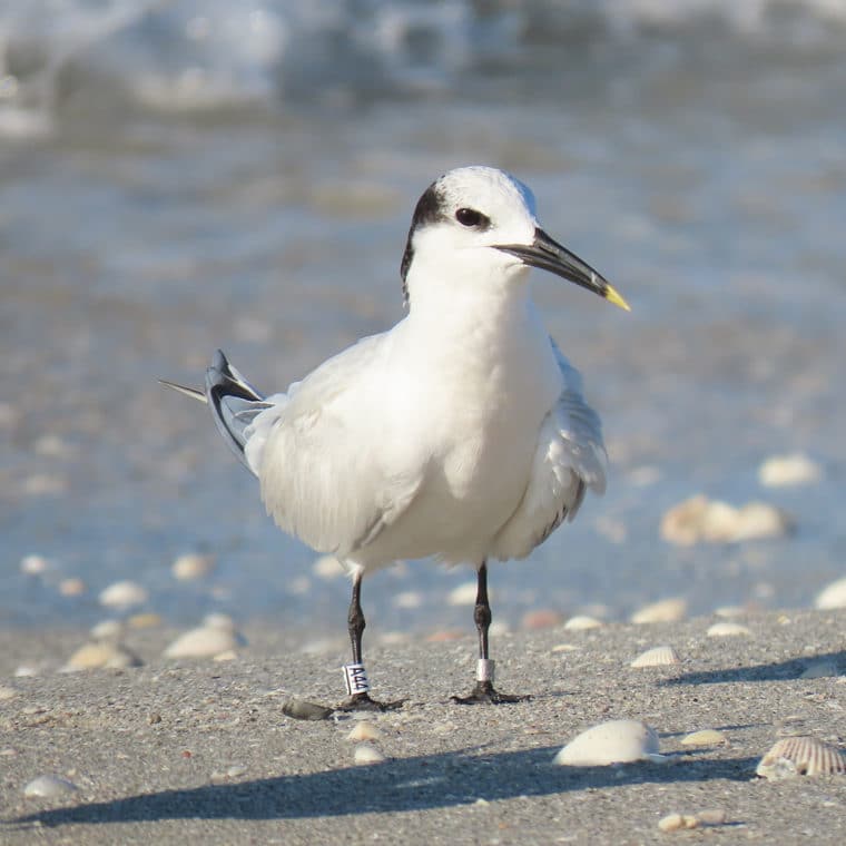 banded sandwich tern a44