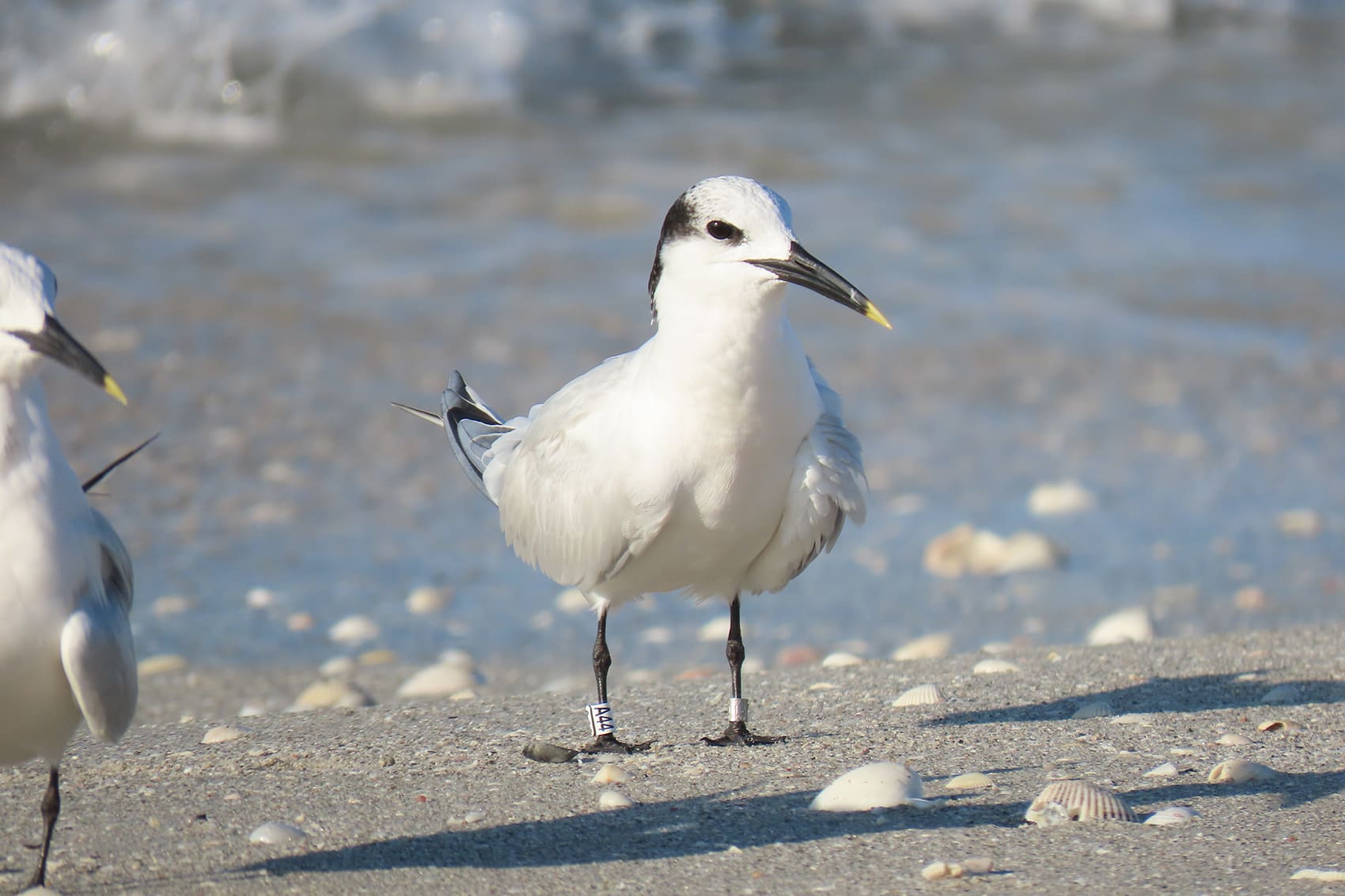 banded sandwich tern a44