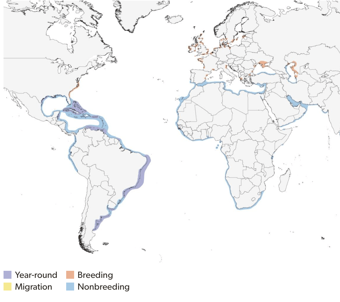 Sandwich tern range map, credit Cornell lab of ornithology