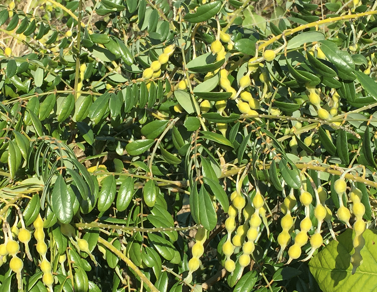 Necklacepod Native 1647