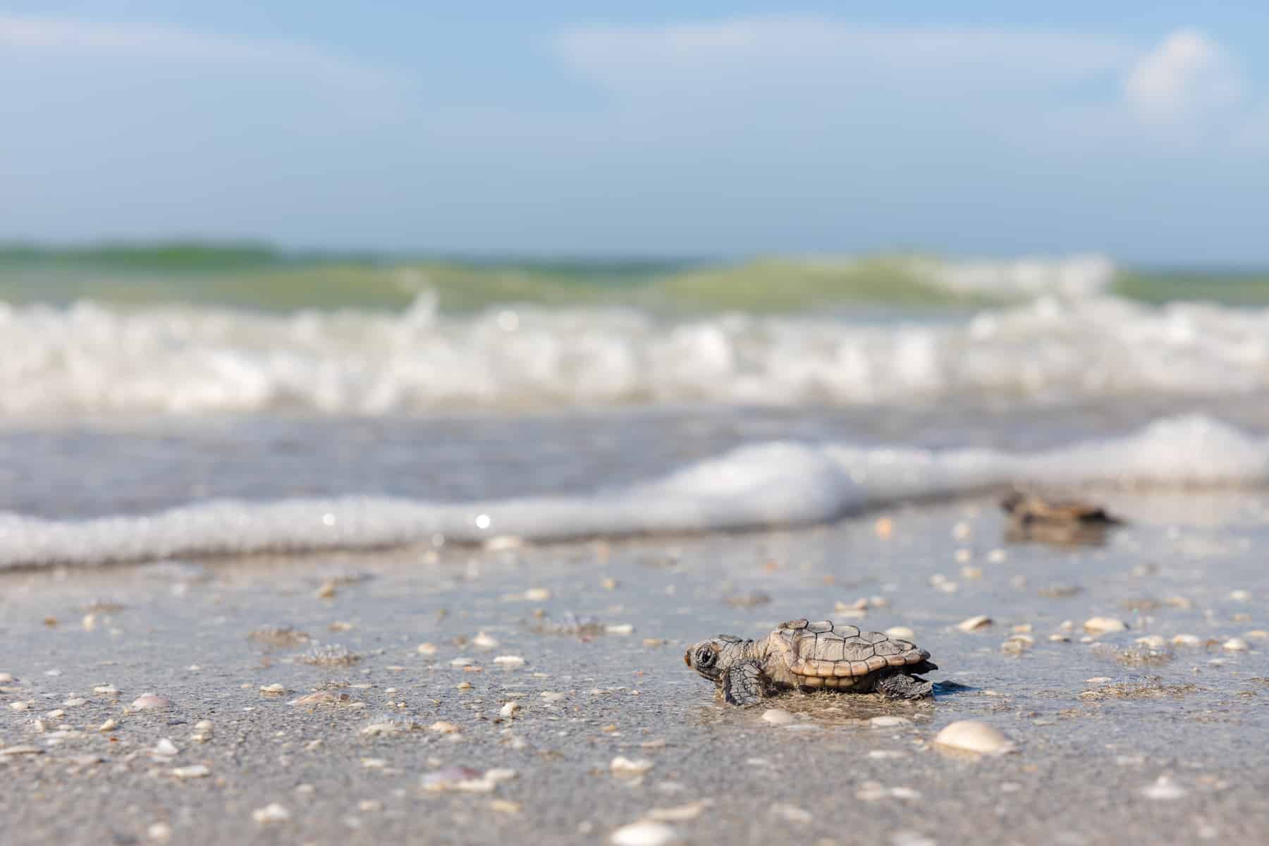 Hatchling At Surf Edge 1800