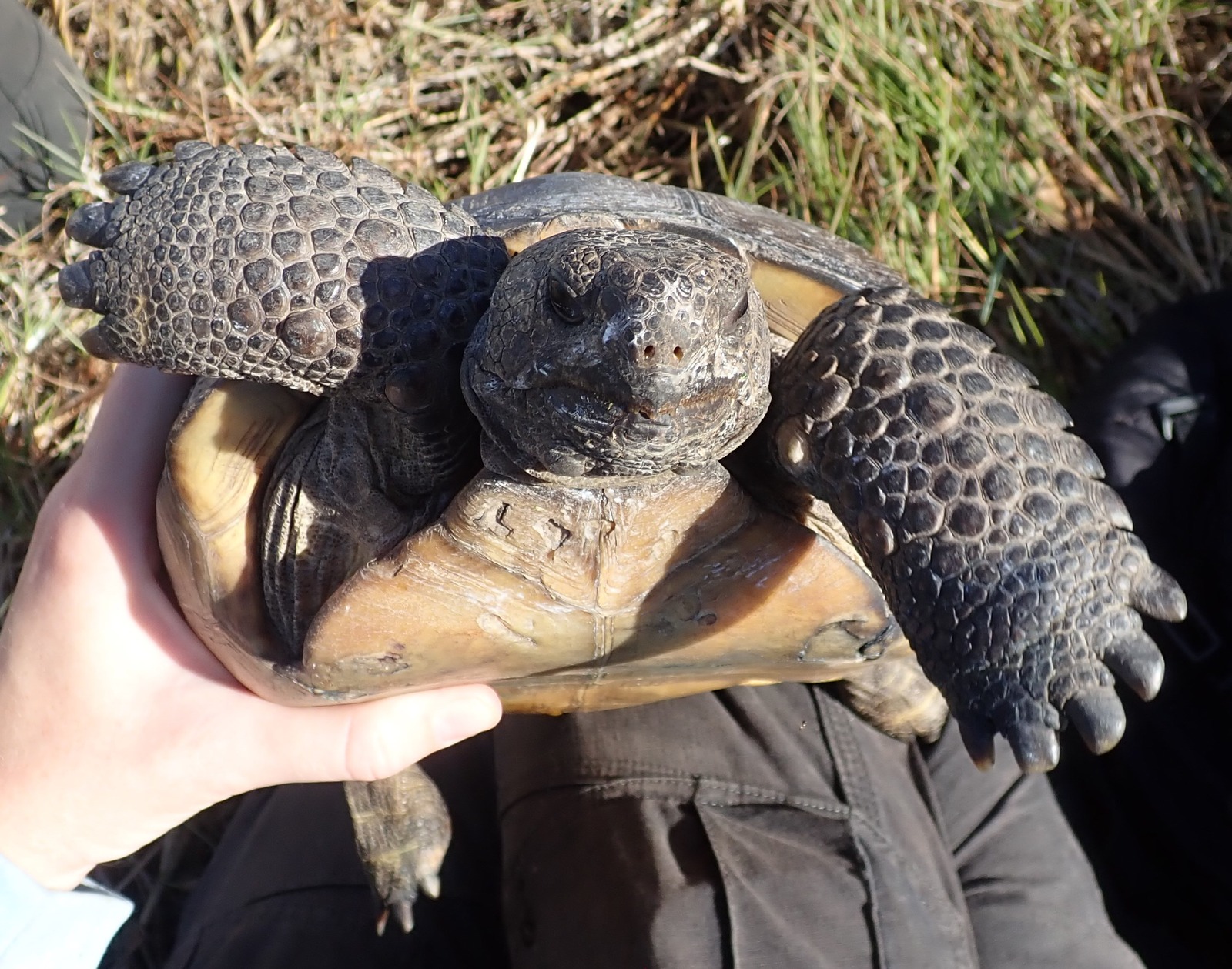 Gopher Tortoise Face