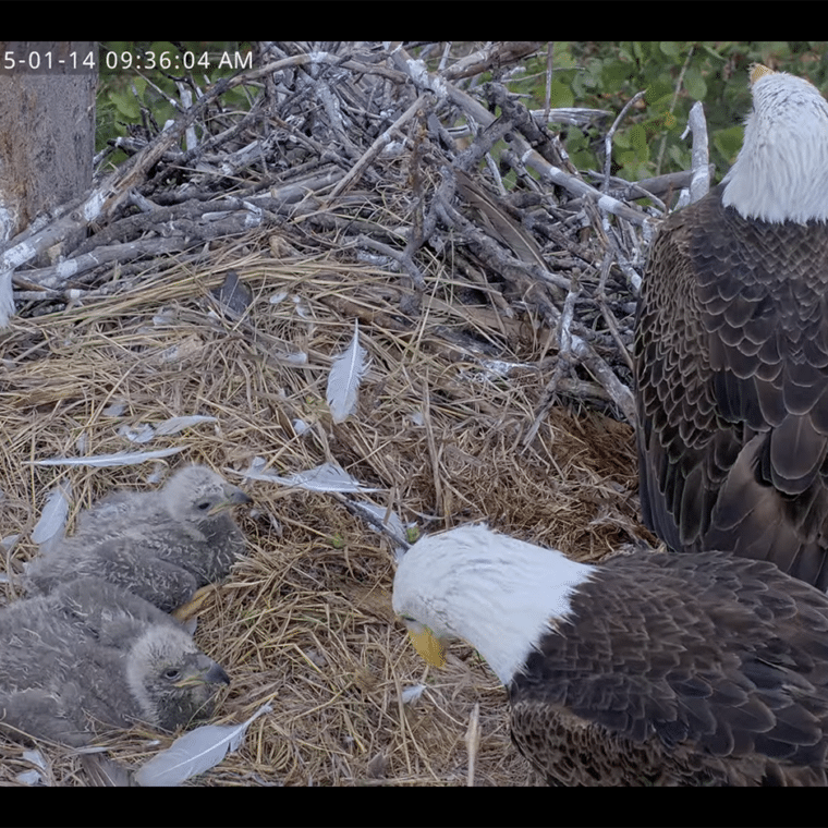 bald eagle parents with chicks in nest on captiva
