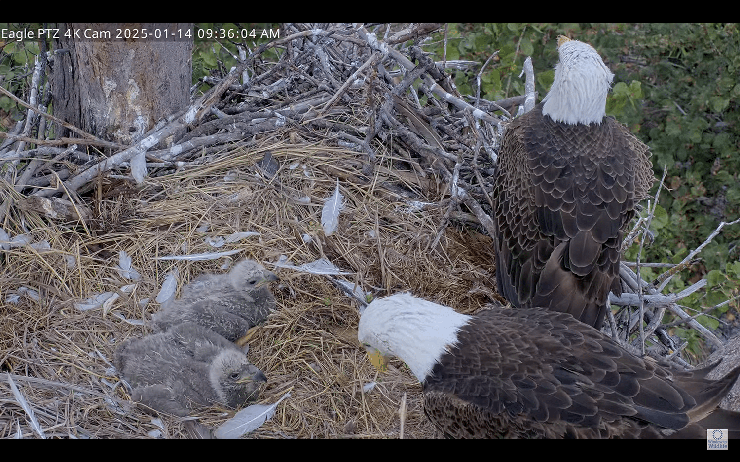 bald eagle parents with chicks in nest on captiva