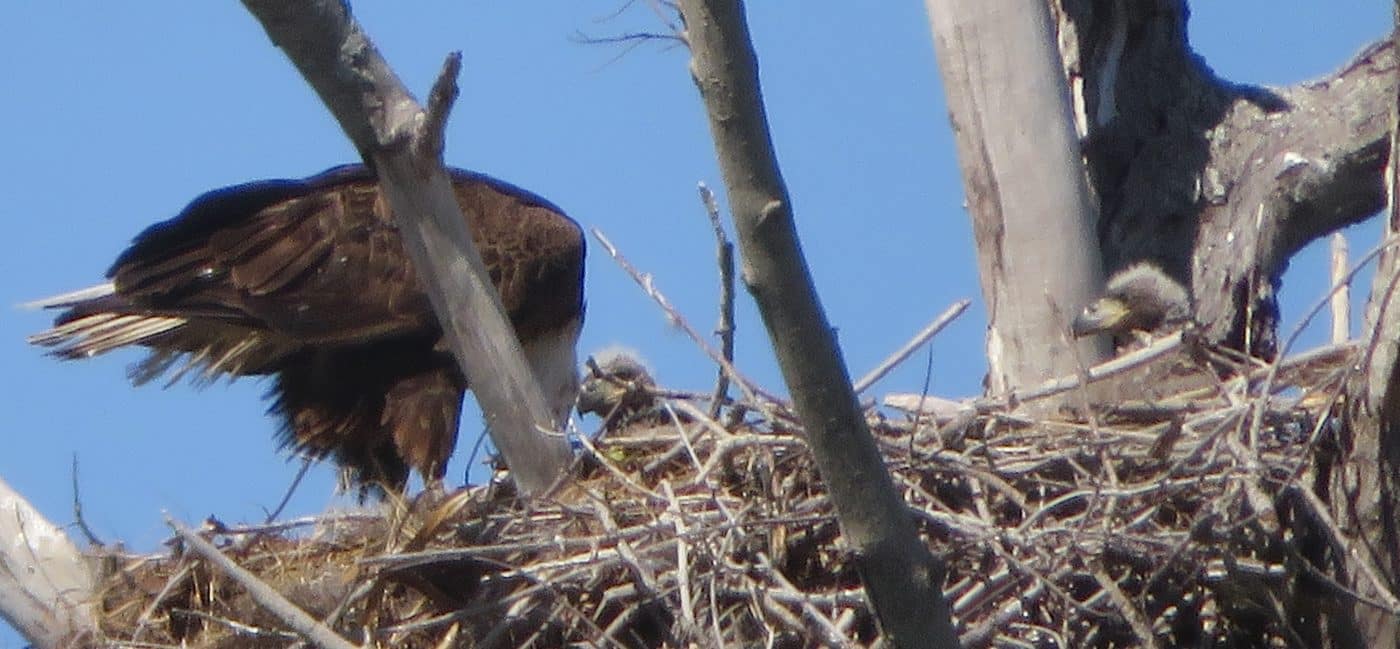  bald eagle with chicks on sanibel captiva by Gary biltgen