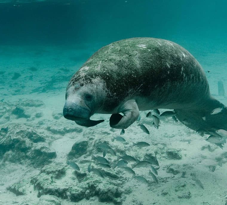 florida manatee