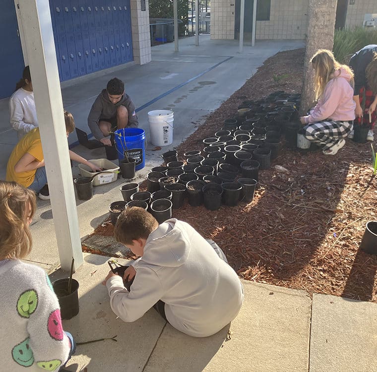 sanibel school mangrove project