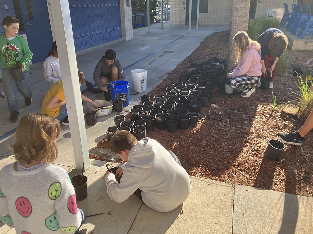 sanibel school mangrove project