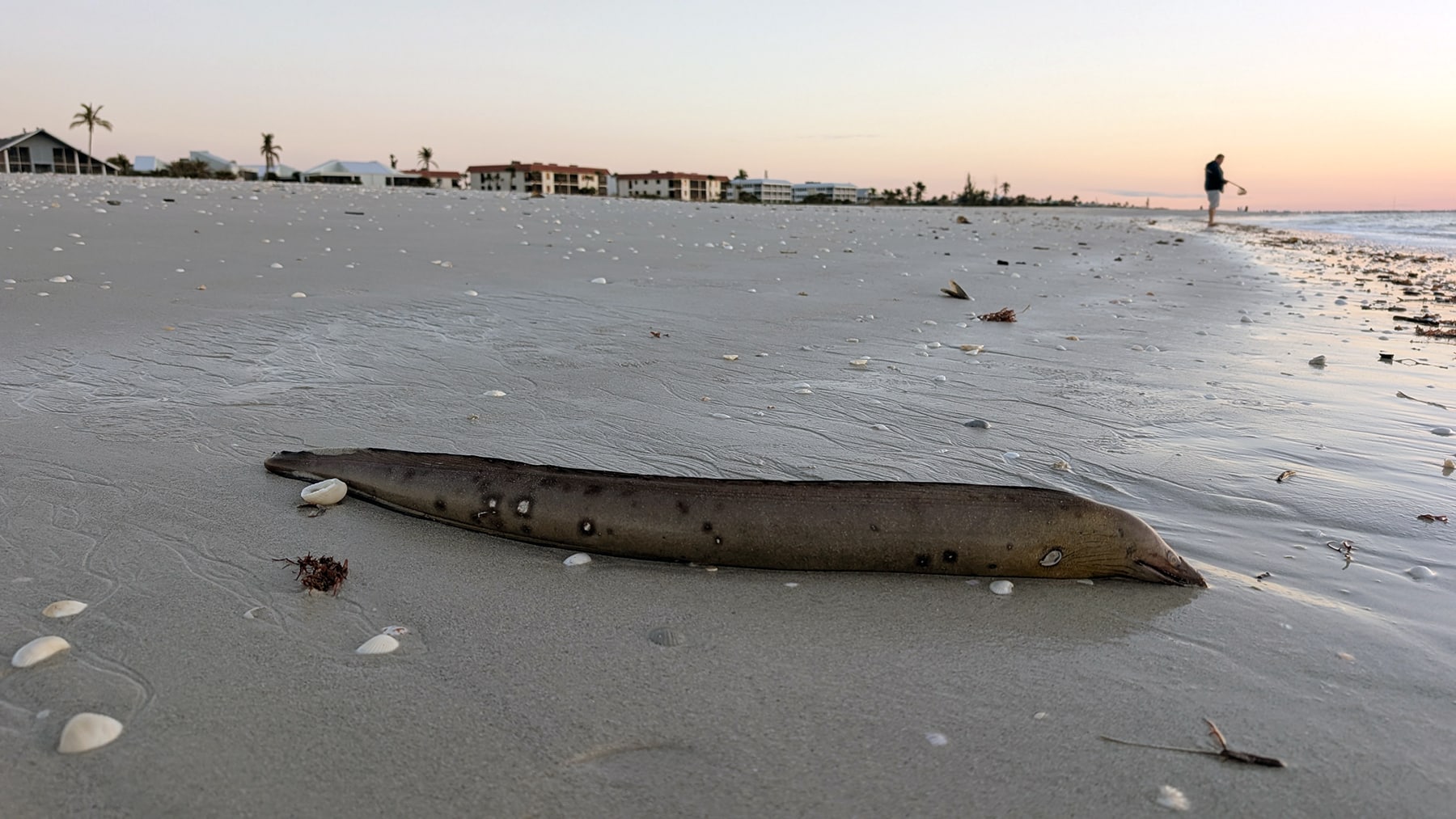 deceased eel on shore of sanibel