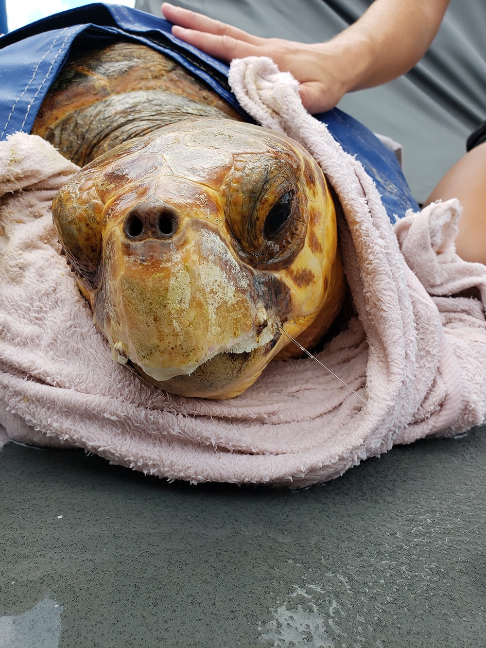 loggerhead being cared for