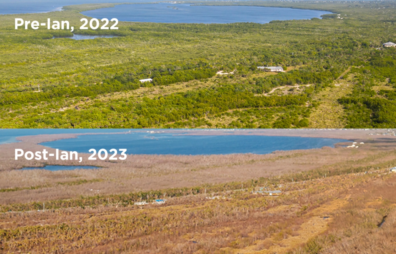 2 Dead Vegetation Crop