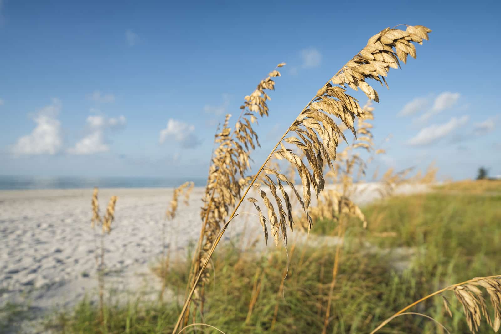 Gulfside Beach Wide Lens 10 1600