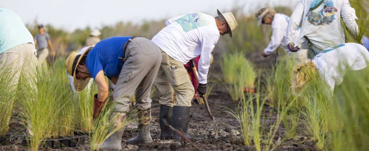 marsh madness sanibel sccf coastal watch