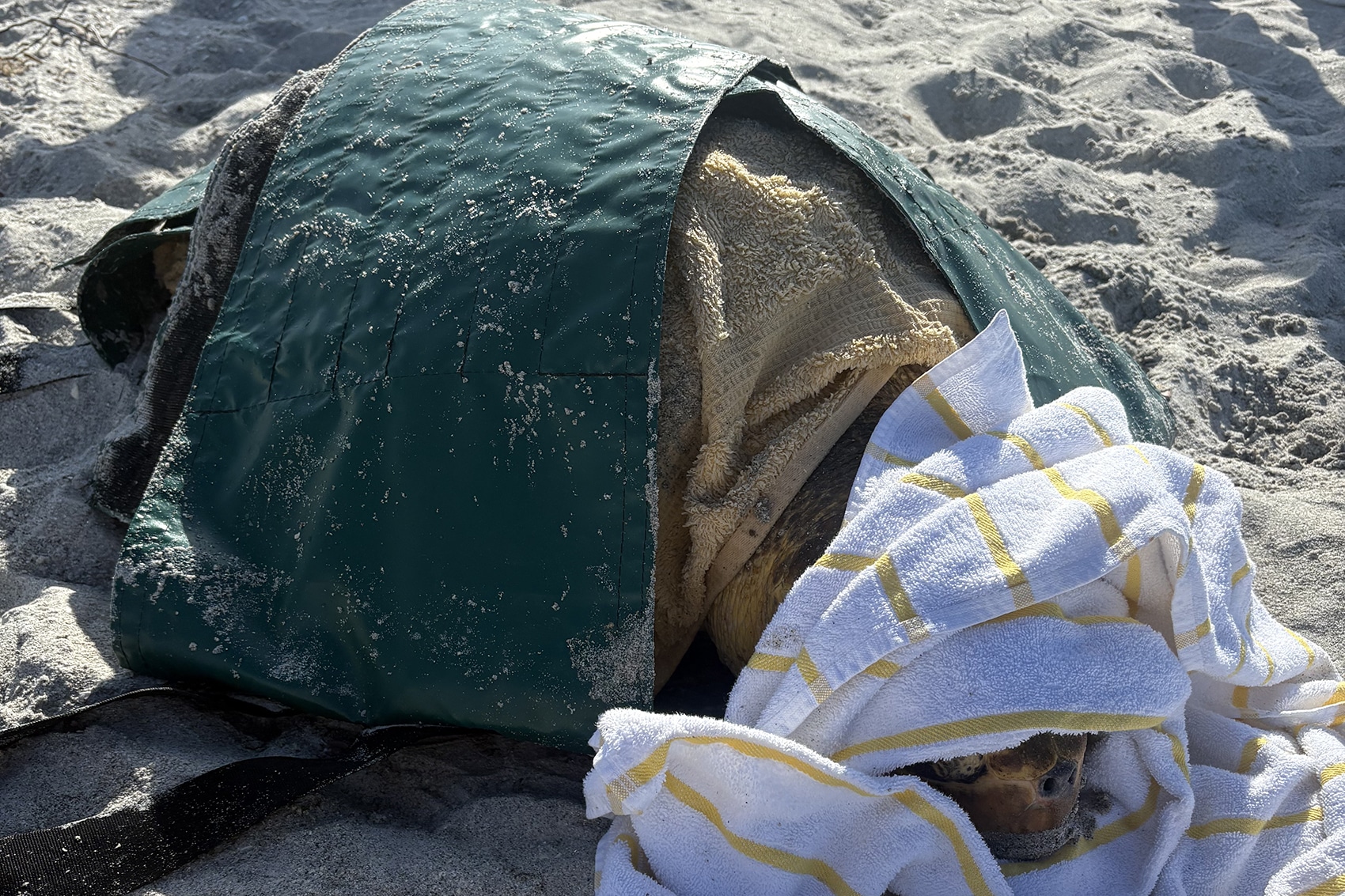 loggerhead sea turtle stranding sanibel