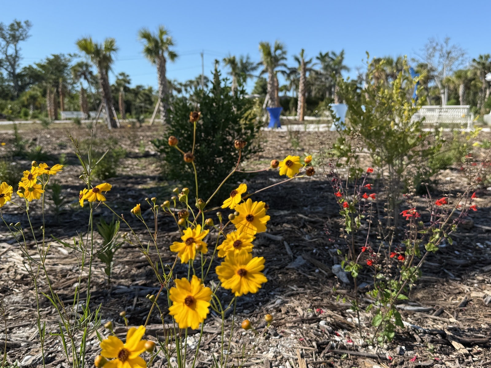 Flowers Puschel Opening Resize