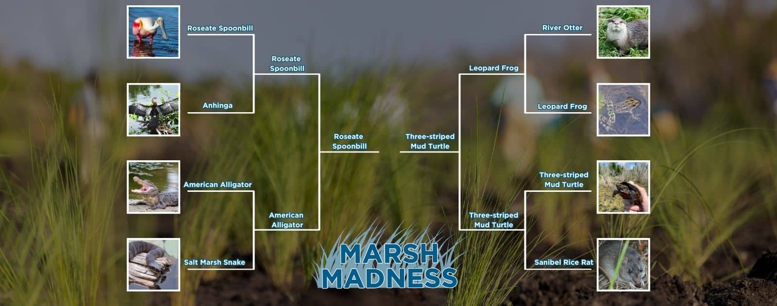 Marsh Madness Webpage (2)
