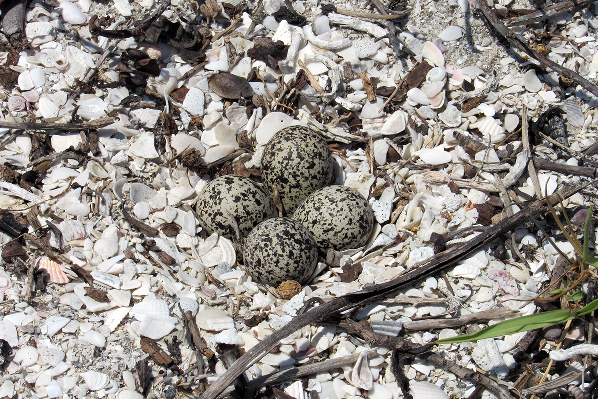 killdeer eggs