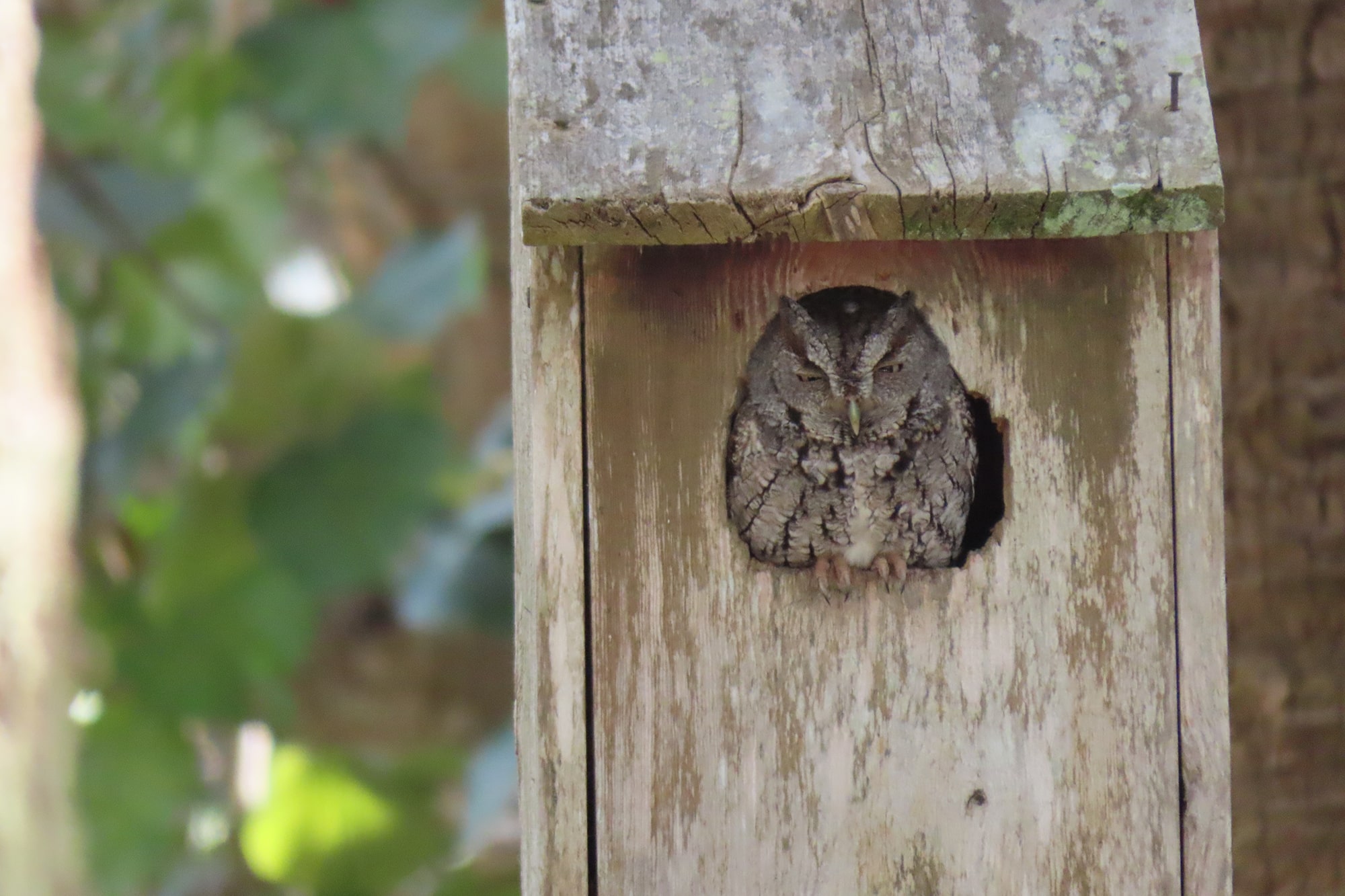 Owl Box