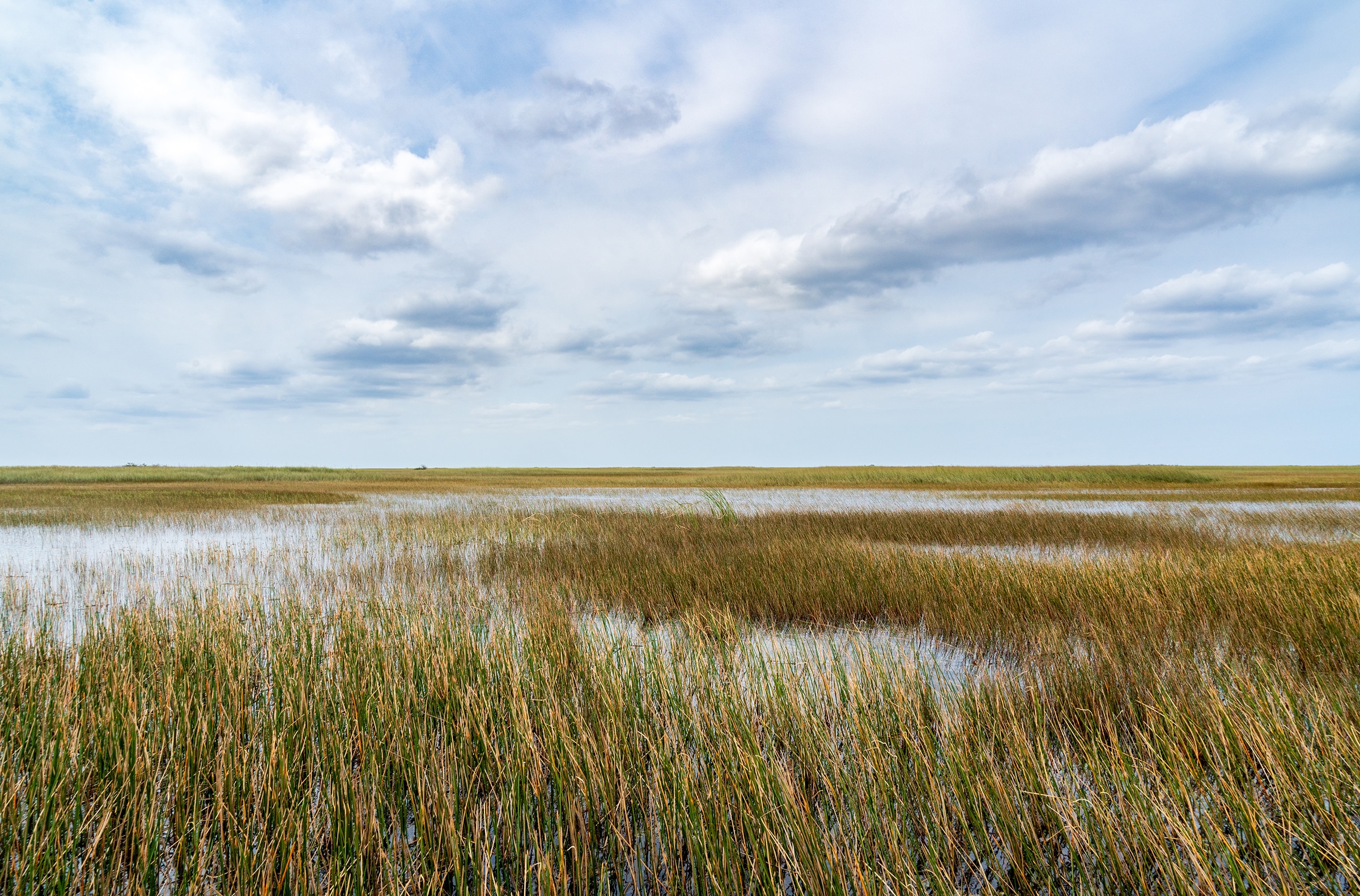 The Swamp land at Everglades National Park, Florida, United States