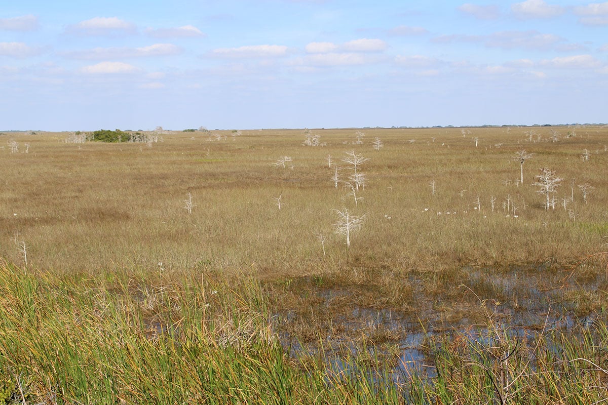 Everglades 32