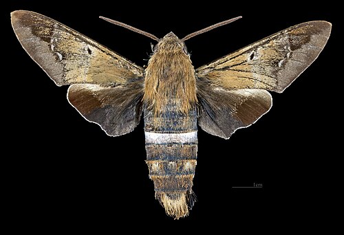 tantalus sphinx moth