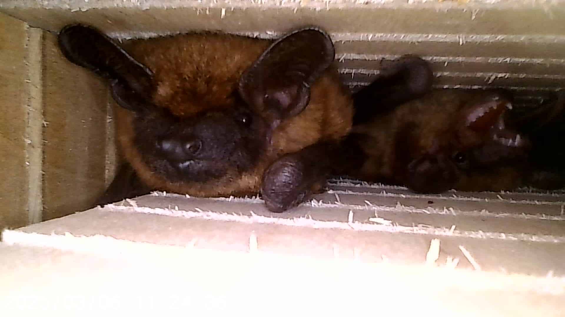 Bats Roosting BHP Spring 2025