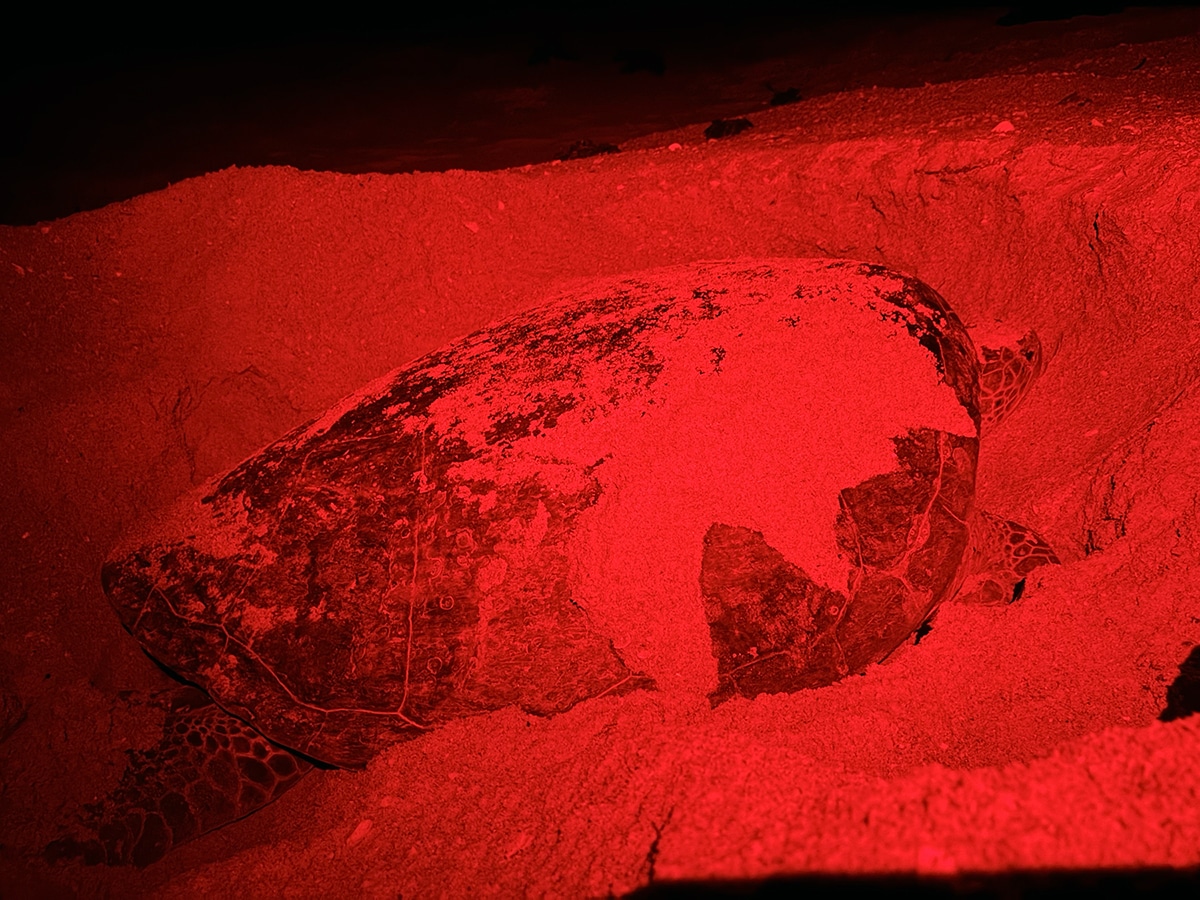 Dellora Green Sea Turtle