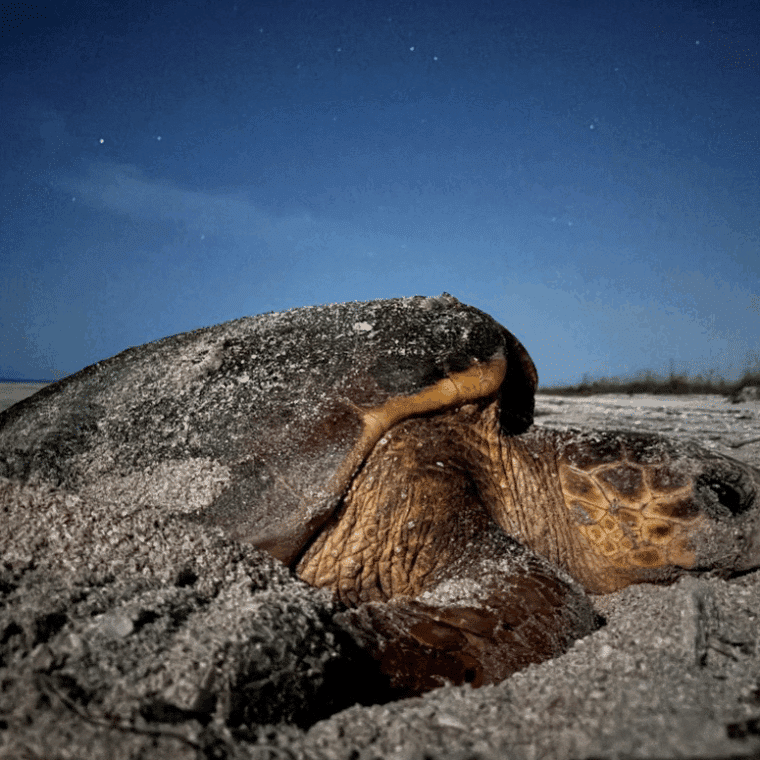 loggerhead nesting night time 2025 sanibel