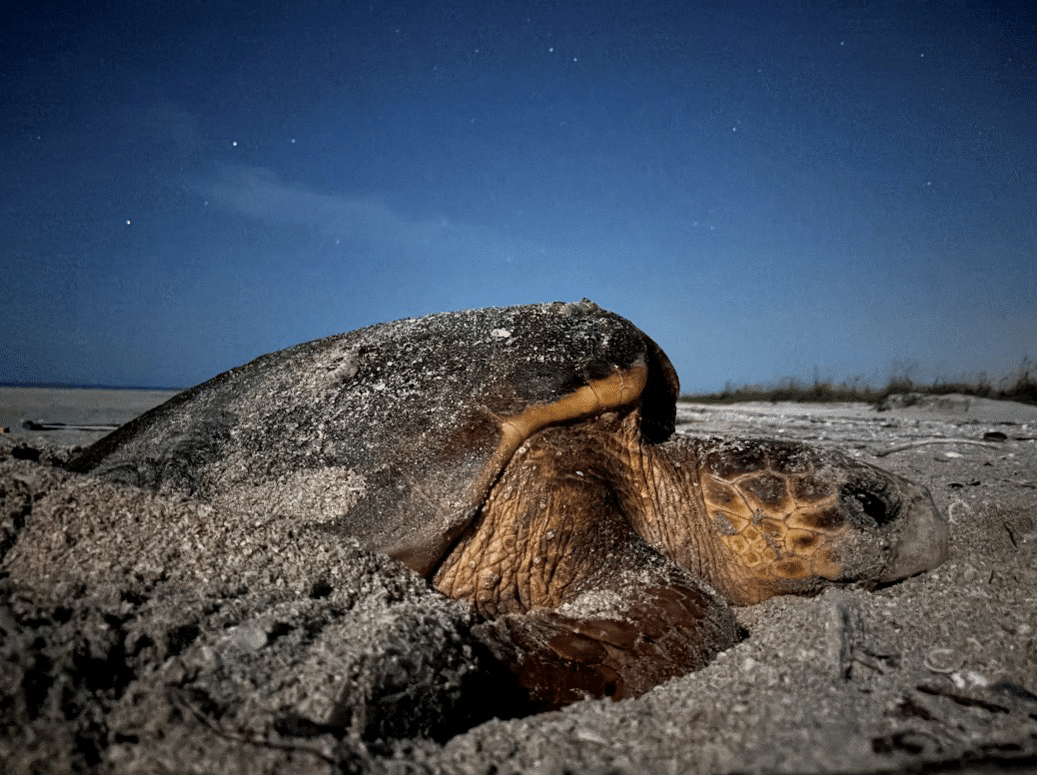 loggerhead nesting night time 2025 sanibel