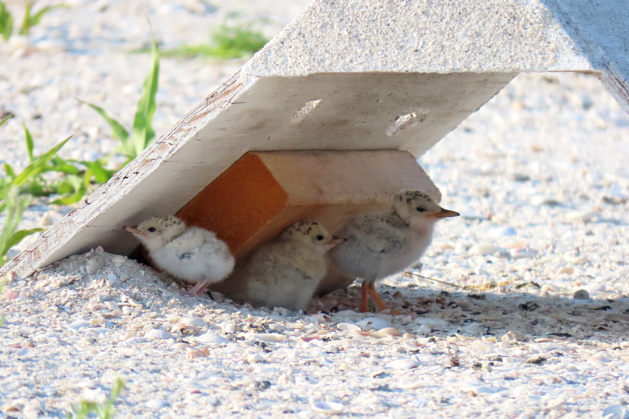 Least Tern Chick Shade Structure