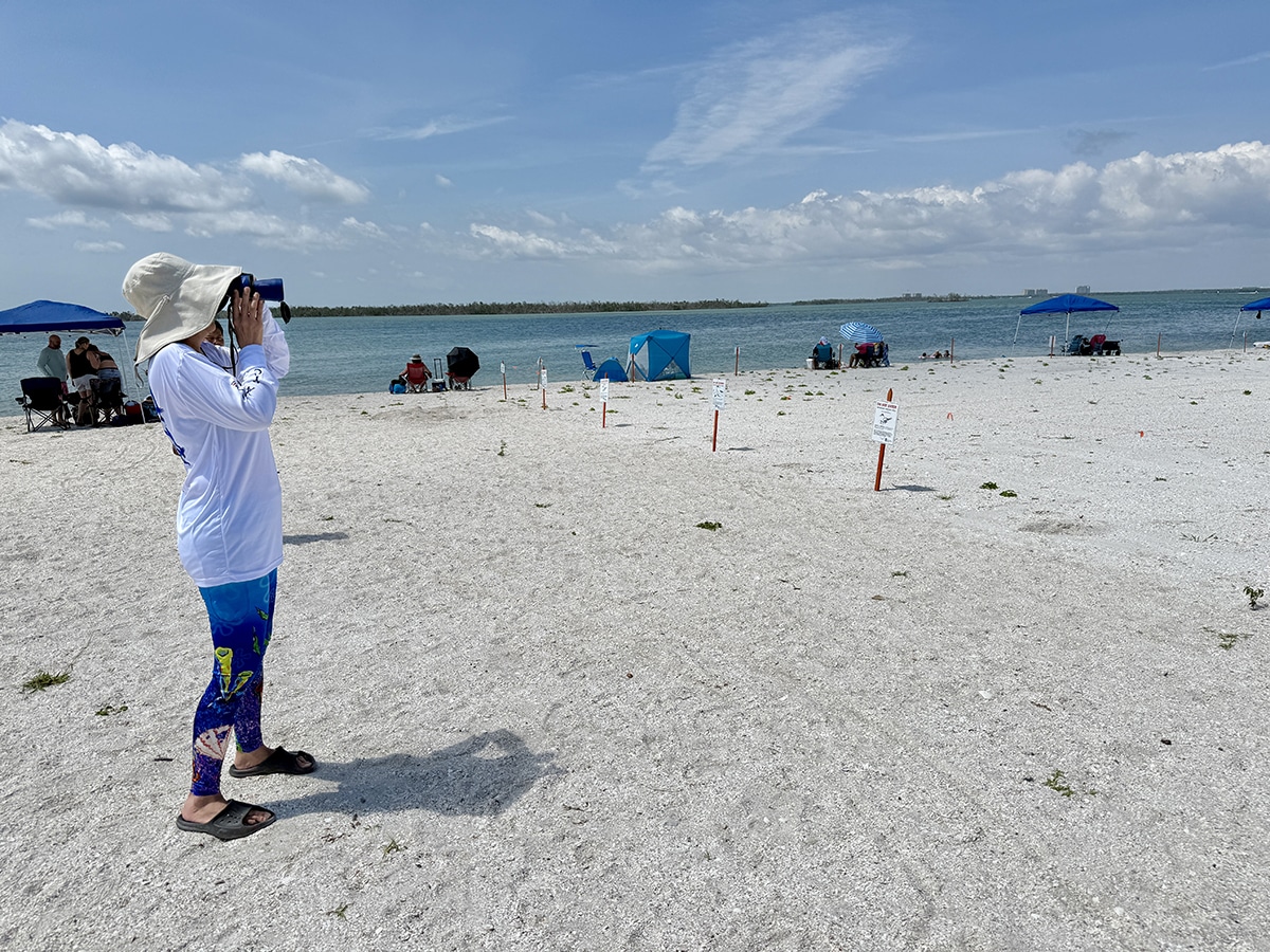 Least Tern Shorebird Steward Volunteer